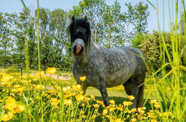 Natuurhuisjes Lust En Last Sommelsdijk Ngoại thất bức ảnh